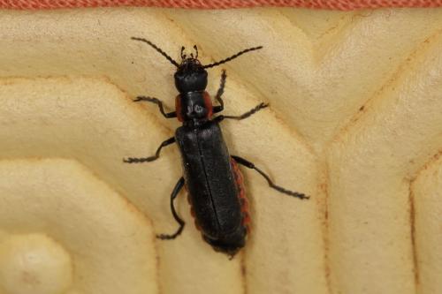 Cantharis pulicaria